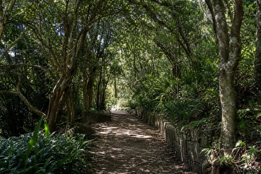 Shaded forest trail beneath mature trees at Arboretum Lussich near Punta del Este