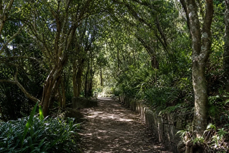 Shaded forest trail beneath mature trees at Arboretum Lussich near Punta del Este