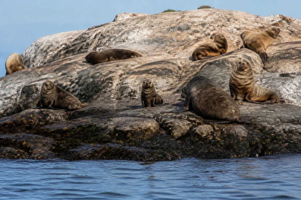 Sea lions and fur seals on the rocks at Isla de Lobos, Uruguay