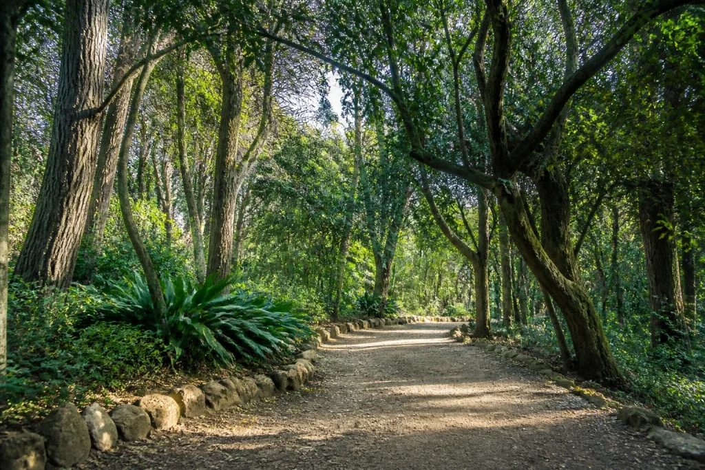 Forest path in Arboretum Lussich near Punta Ballena