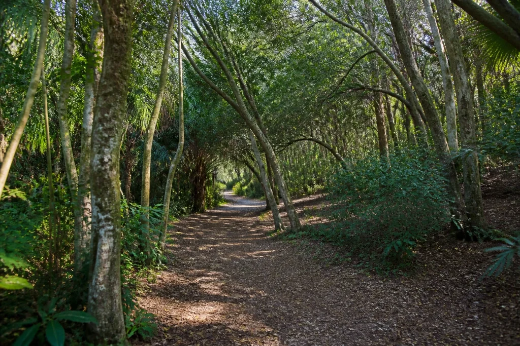 Woodland path at Arboretum Lussich in Punta Ballena.