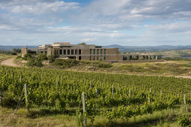 Vineyards at Bodega Garzón near Punta del Este